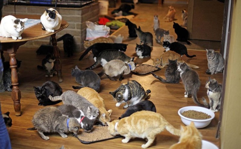Много котов в доме