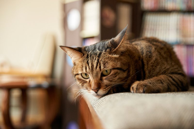 Котики в помещении