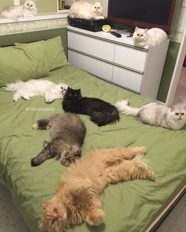 Много котов в квартире