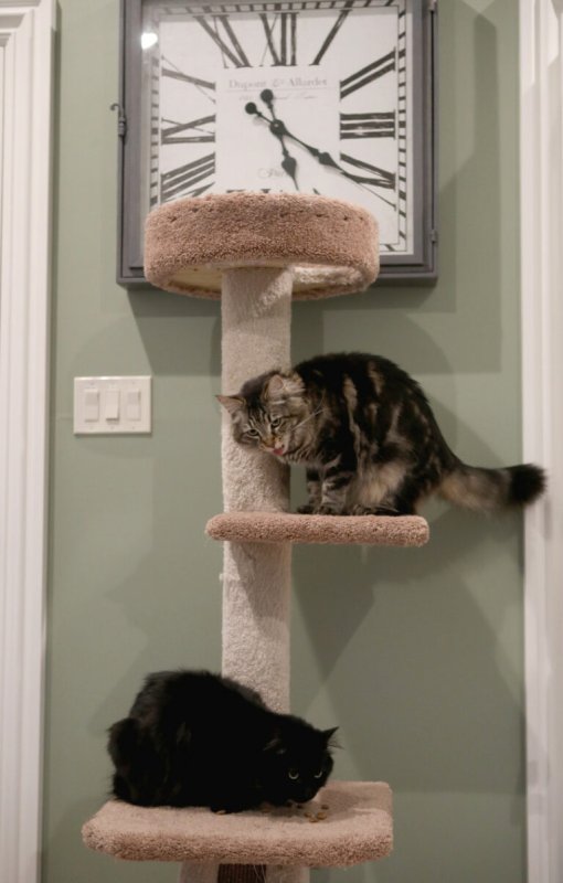 Коты в квартире