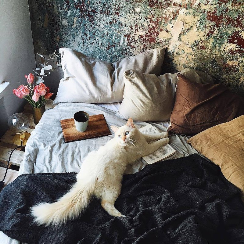 Кошачий уют