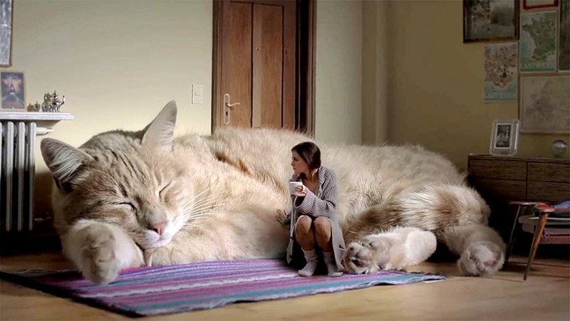 Огромный дом для кота