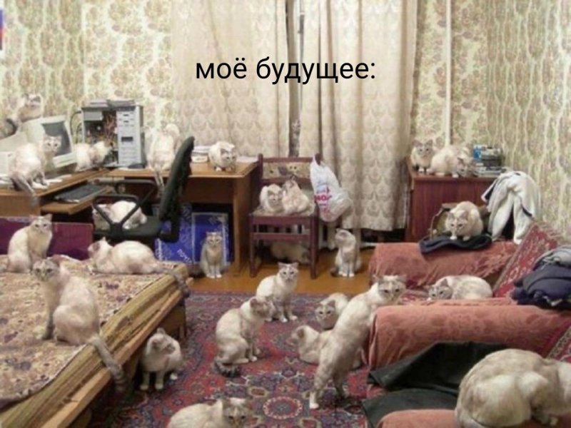 Комната для кошек
