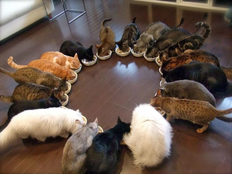 Много котов в доме