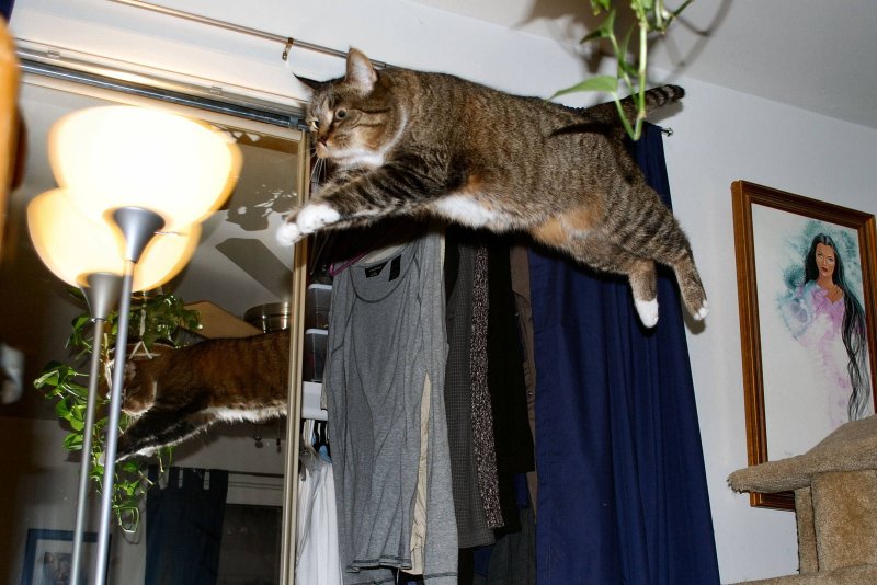 Кошка бегает по квартире