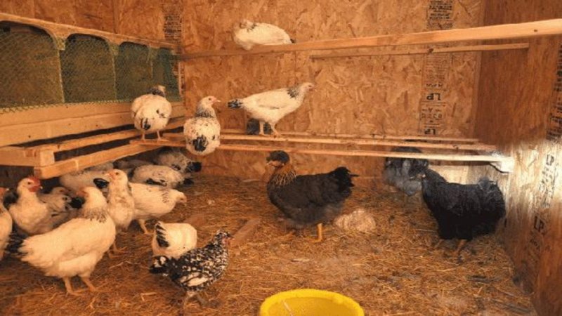 Зимний курятник для несушек на 20 кур