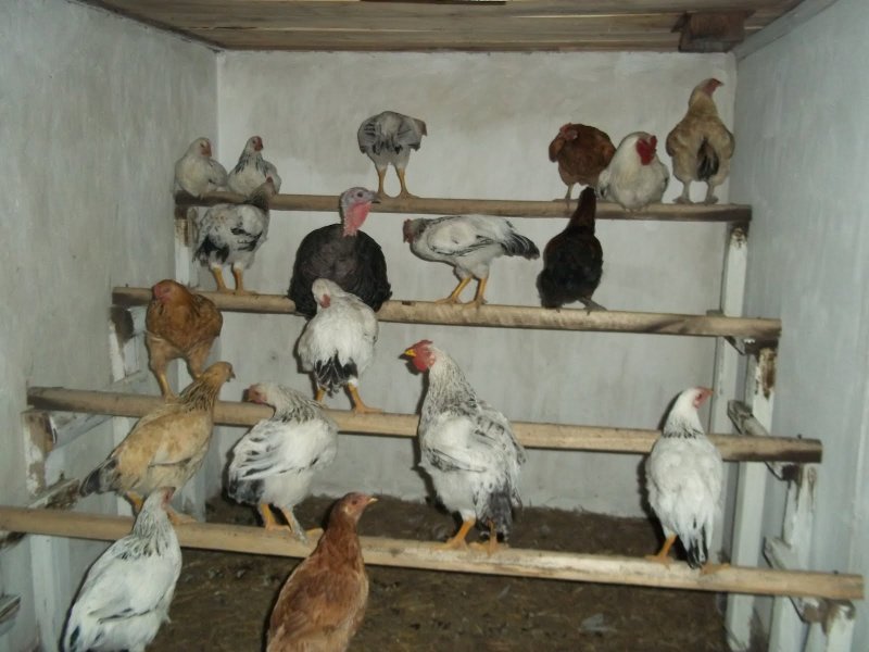 Насесты в курятнике