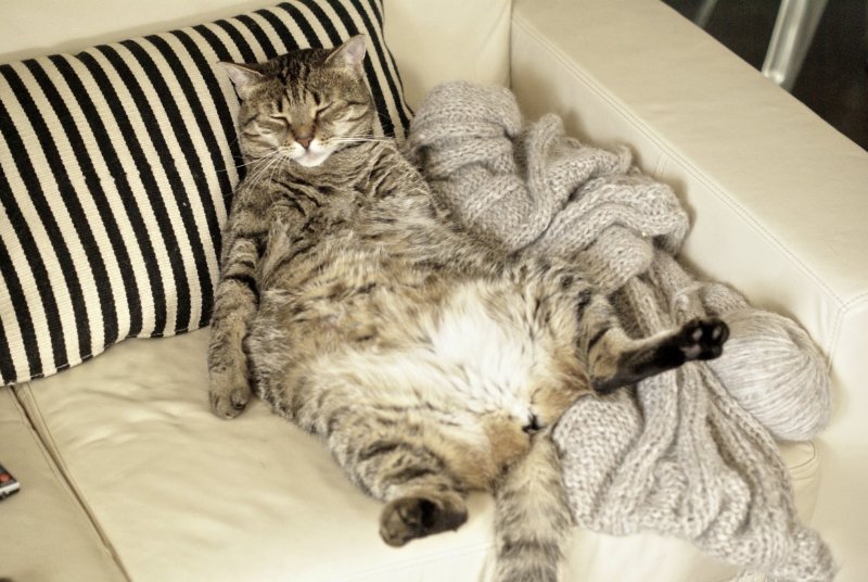 Котик на диване