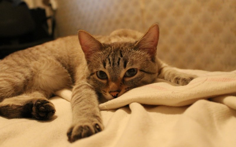 Кот на диване