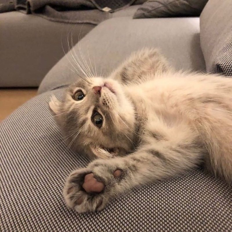 Милые котики лежат