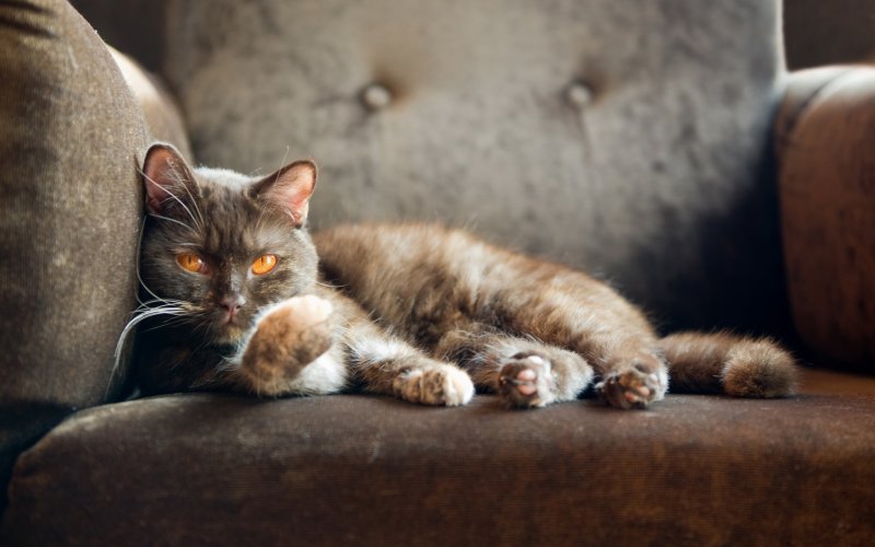 Кот на диване