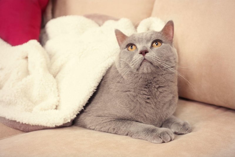 Котик на сером диване