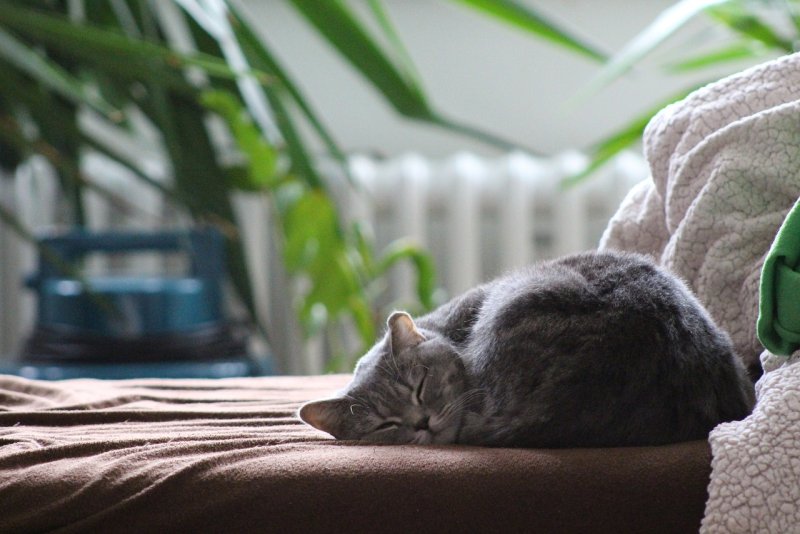 Коты на диване