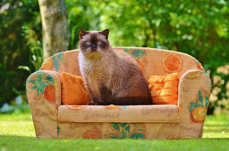 Кот на диване