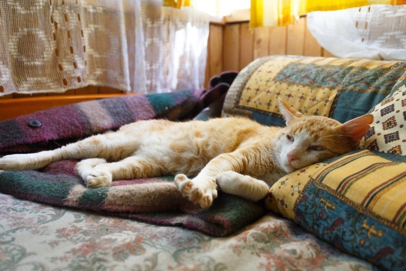 Коты на диване