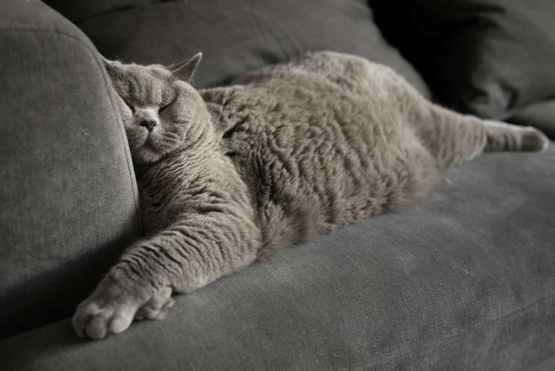 Коты на диване