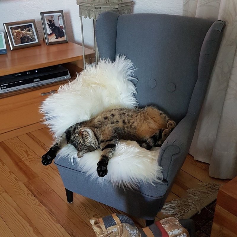 Коты на диване