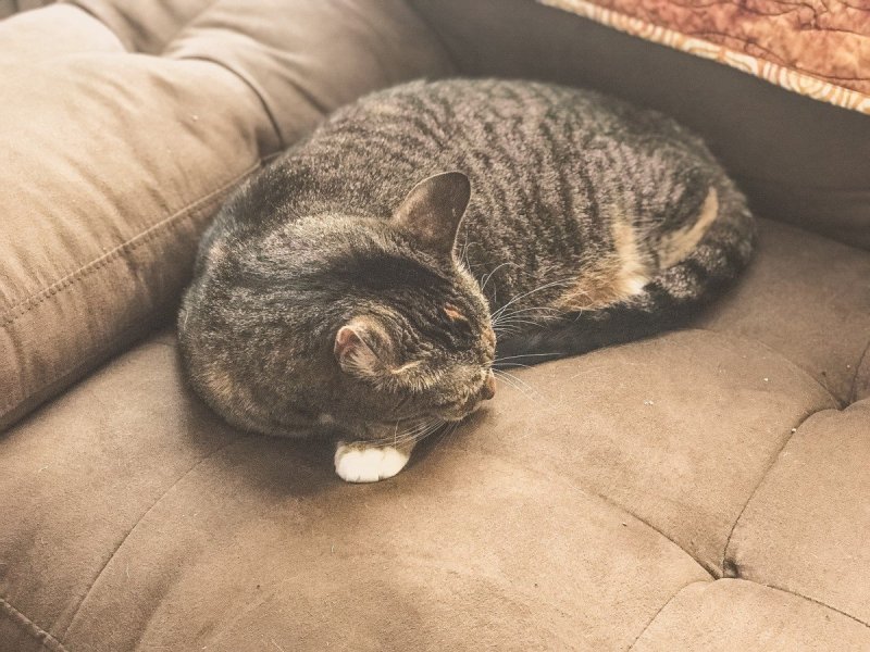 Кот на диване