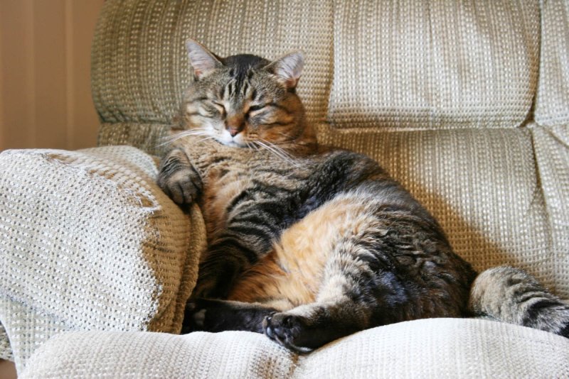 Кот на диване