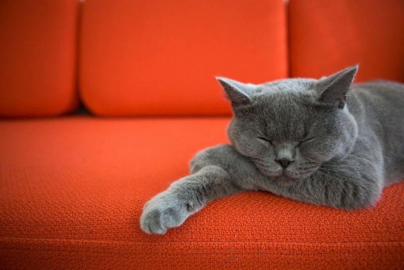 Коты на диване