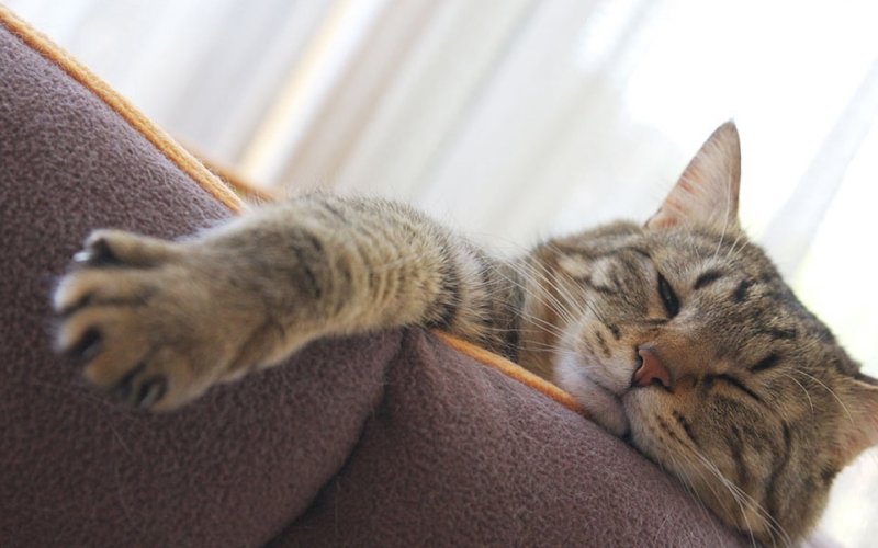 Кот на диване