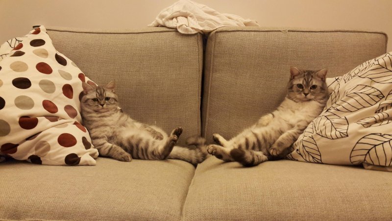 Коты на диване