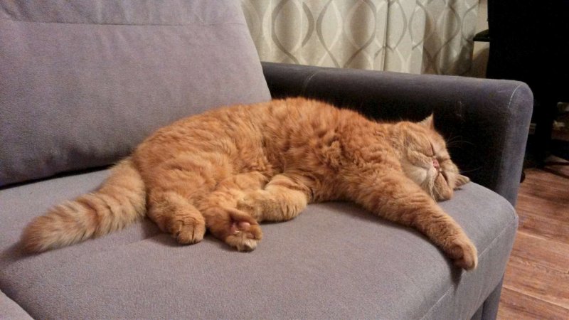 Диван кошка