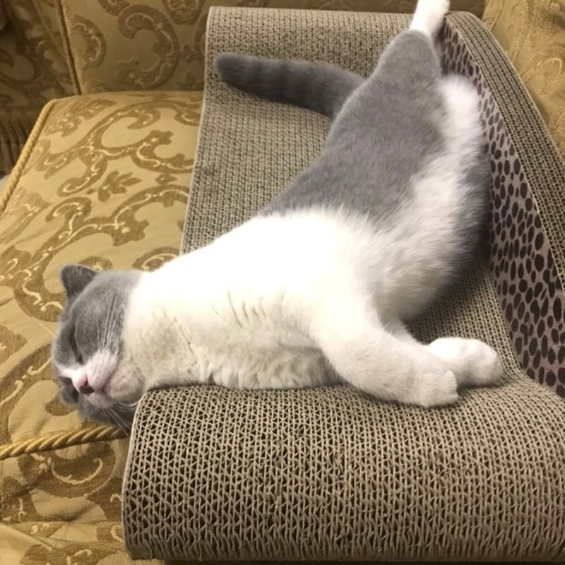 Кот лежит на диване