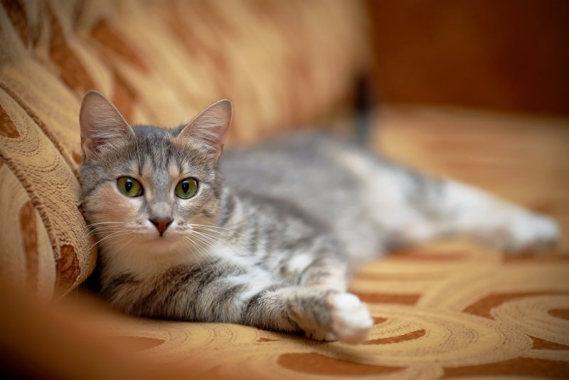 Кошка дома