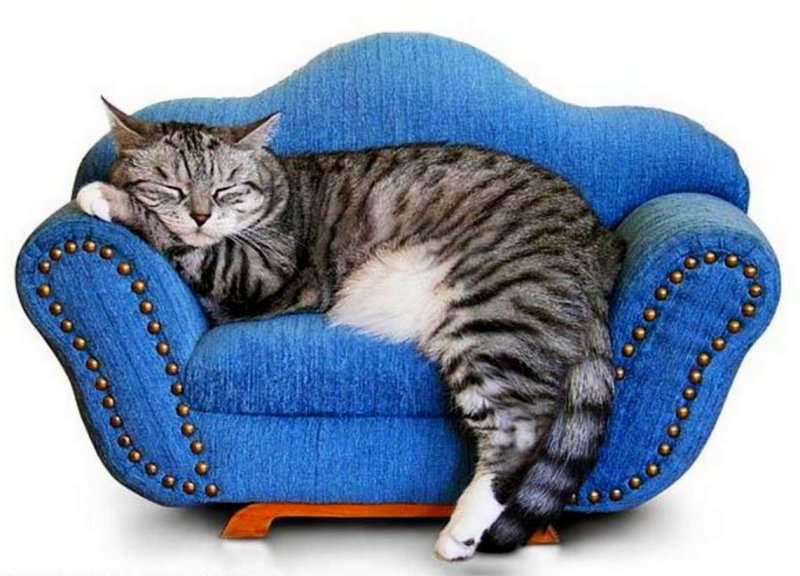 Кот лежит на диване