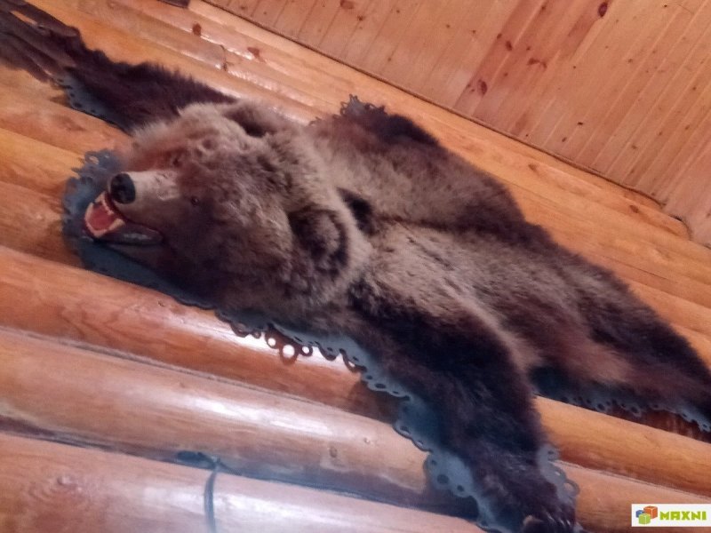 Шкура медведя висящую на стене