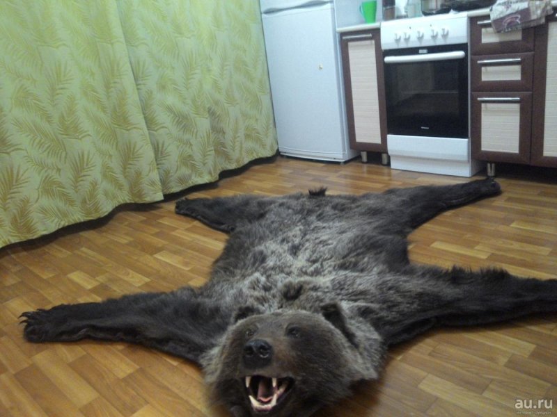 Шкура медведя на стене