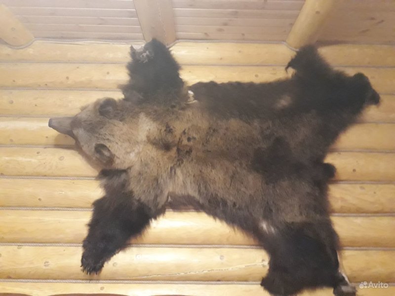 Шкура медведя на стене