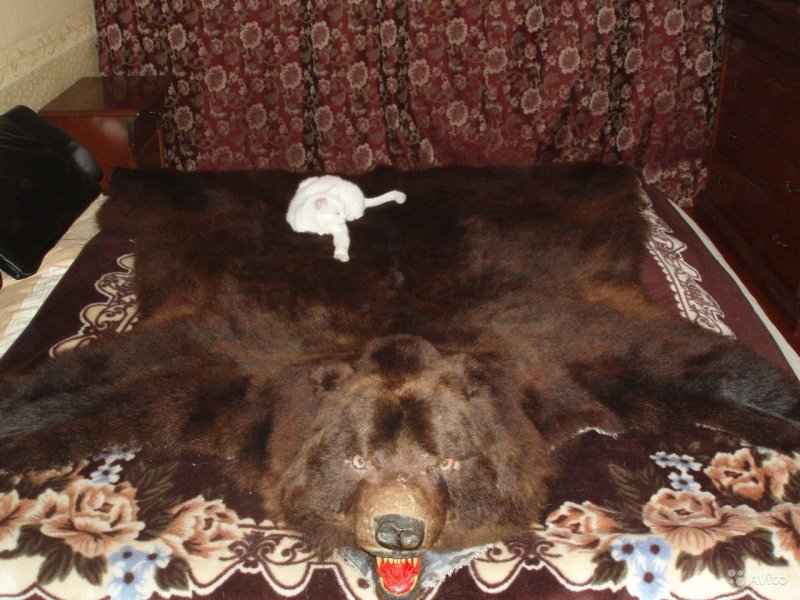 Шкура медведя