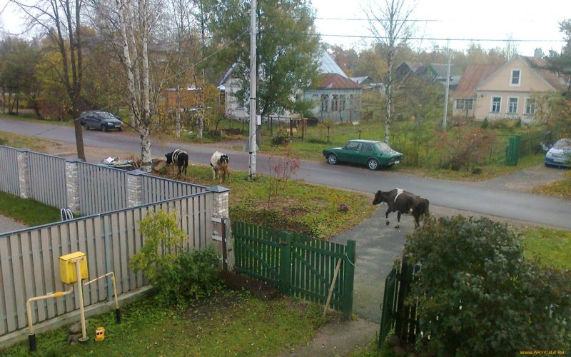 Окно в лето