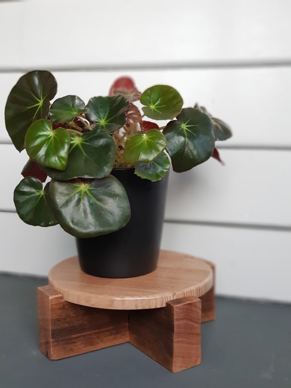 Бегония erythrophylla