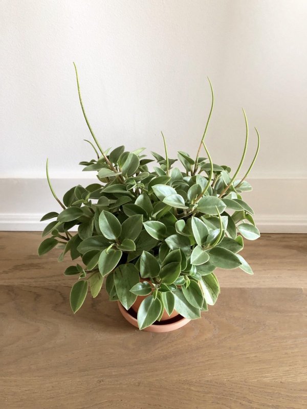 Пеперомия многокистевая Peperomia polybotrya