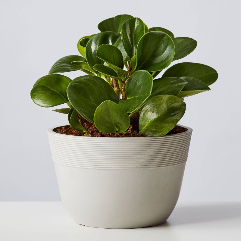 Пеперомия Сандерса (Peperomia sandersii)