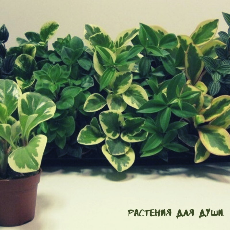 Пеперомия houseplants