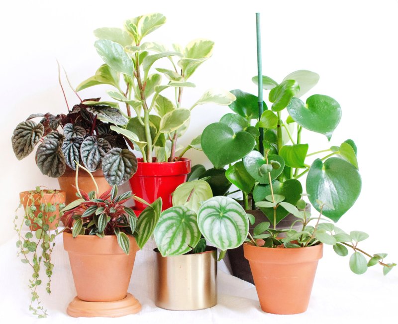Пеперомия obtusifolia