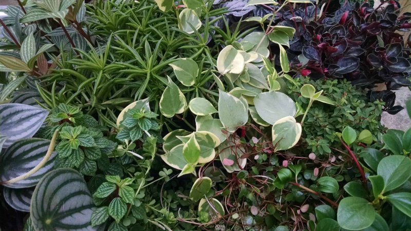 Peperomia galioides
