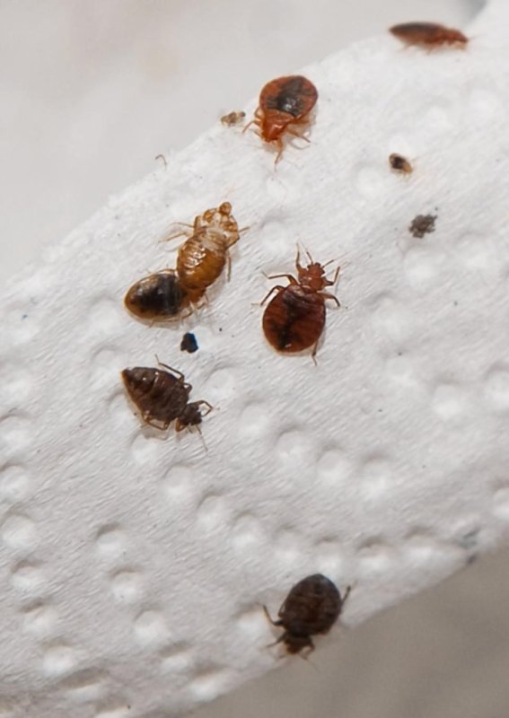 Постельный клоп (Cimex lectularius)