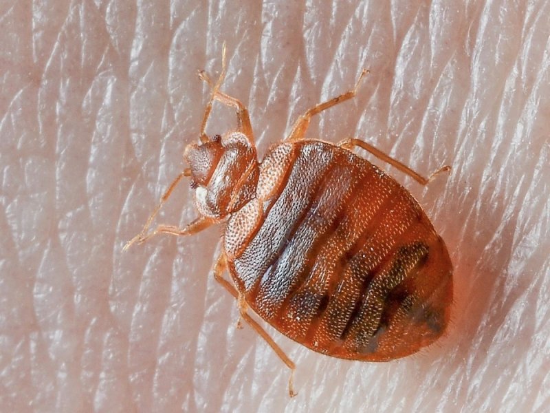 Постельный клоп Cimex lectularius (личинки, нимфы)