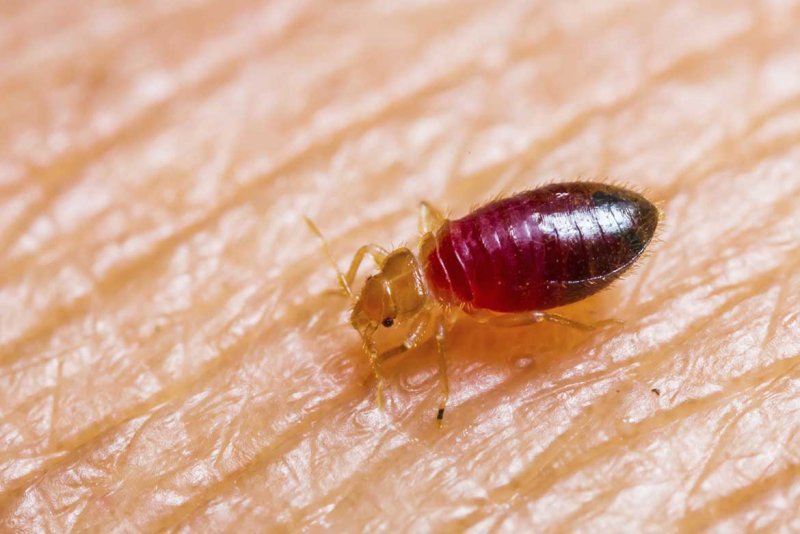 Постельный клоп Cimex lectularius (личинки, нимфы)