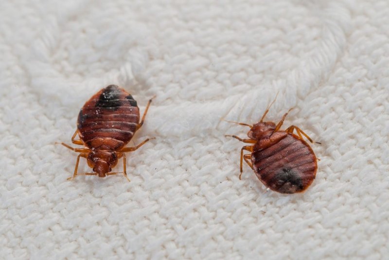 Постельный клоп (Cimex lectularius)