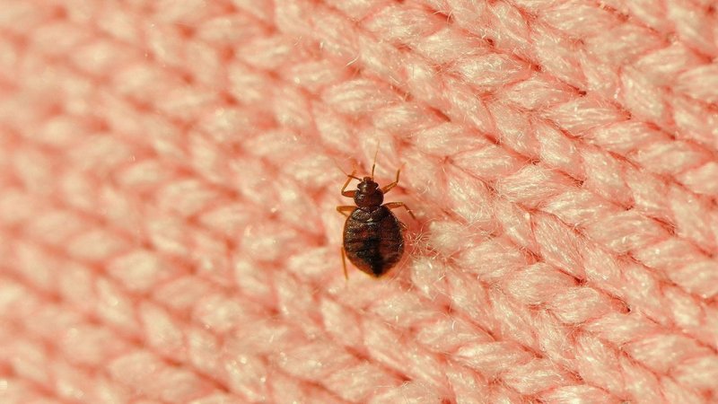 Постельный клоп Cimex lectularius (личинки, нимфы)