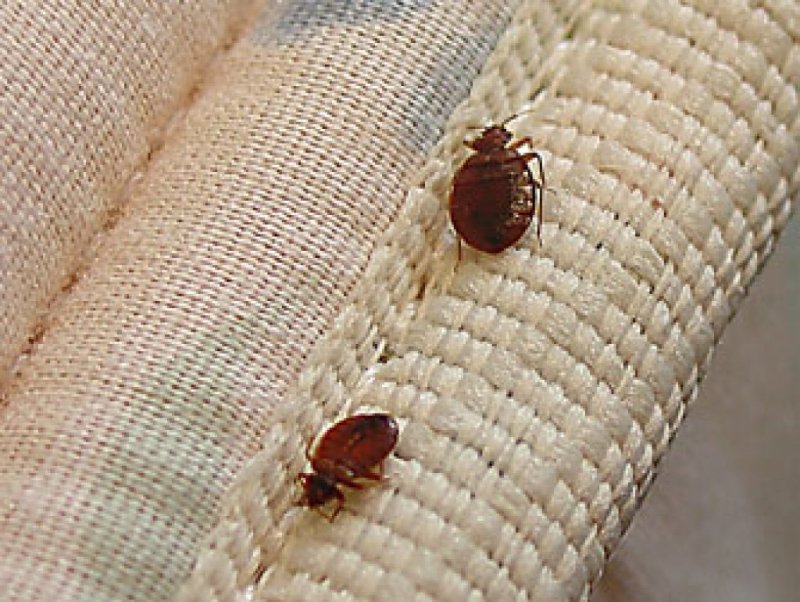 Постельный клоп Cimex lectularius (личинки, нимфы)
