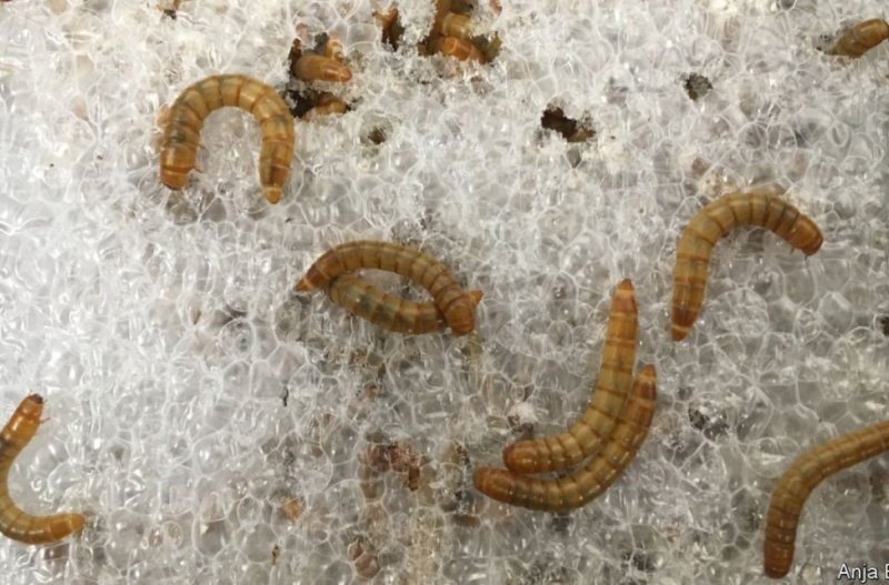 Anarsia lineatella