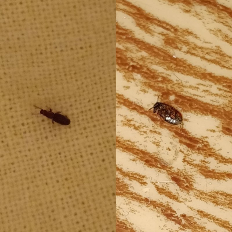 Постельный клоп Cimex lectularius (личинки, нимфы)
