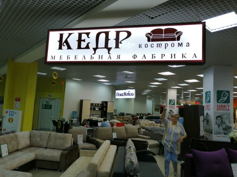 Кедр Кострома